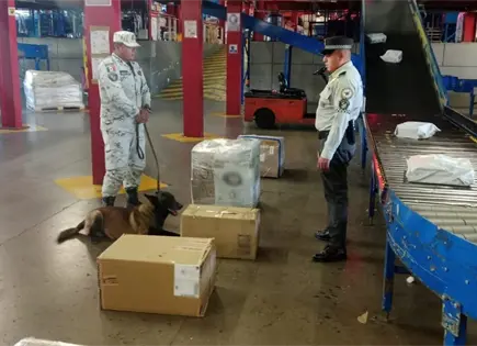 Intercepta GN decenas de paquetes con marihuana en el AIPA