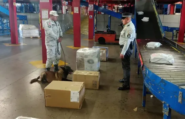 Intercepta GN decenas de paquetes con marihuana en el AIPA