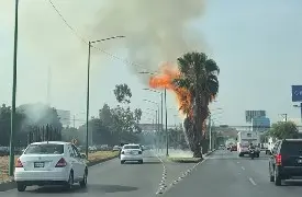 Incendio consume palma en la carretera a Matehuala
