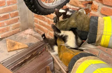 Rescatan zorrillo dentro de una vivienda en Villa de Pozos