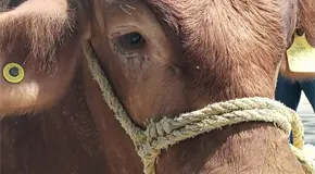 Se dispara ola de abigeato