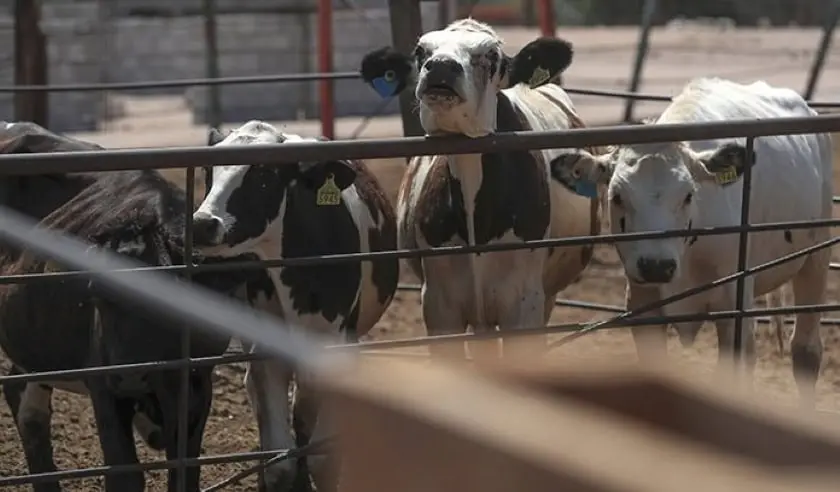 Suman 150 casos de miasis por barrenador en ganado huasteco