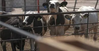 Senadora Ba&ntilde;uelos pide evitar propagaci&oacute;n de gusano barrenador en Zacatecas