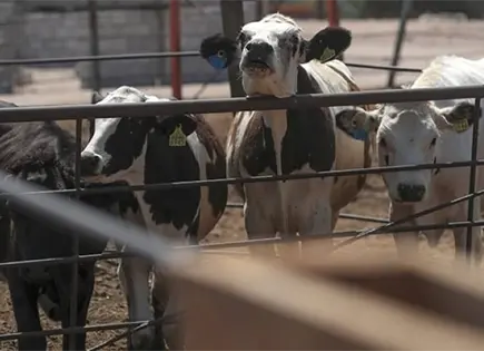 Zacatecas activa cercos sanitarios por gusano barrenador