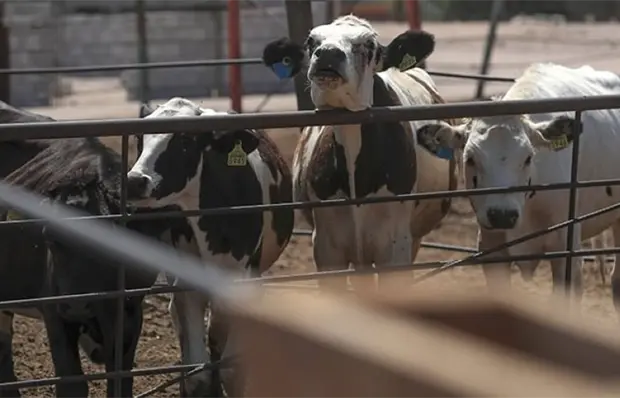 Zacatecas activa cercos sanitarios por gusano barrenador