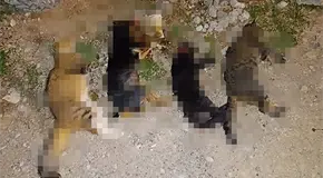 Envenenan mascotas en el Bicentenario