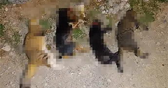 Envenenan mascotas en el Bicentenario