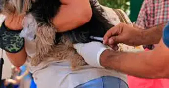 Realizar&aacute;n jornada de vacunaci&oacute;n antirr&aacute;bica
