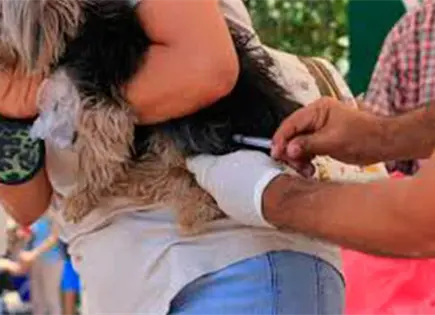 Realizar&aacute;n jornada de vacunaci&oacute;n antirr&aacute;bica