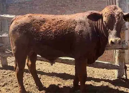 Activan en Zacatecas cerco por barrenador