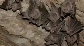 Conanp reporta aumento de murci&eacute;lagos orej&oacute;n en Puebla