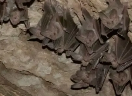 Conanp reporta aumento de murci&eacute;lagos orej&oacute;n en Puebla