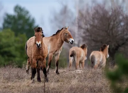 Fauna y vegetaci&oacute;n en el paisaje radiactivo de Chern&oacute;bil