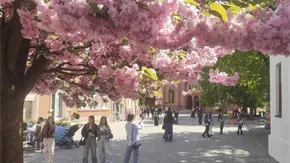 Miles de cerezos en flor ofrecen un respiro a los ucranianos en medio de la guerra