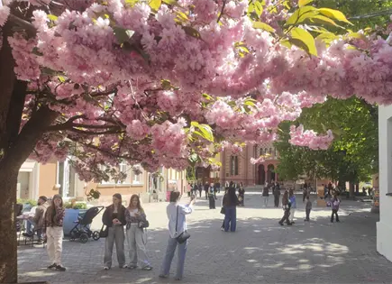 Miles de cerezos en flor ofrecen un respiro a los ucranianos en medio de la guerra