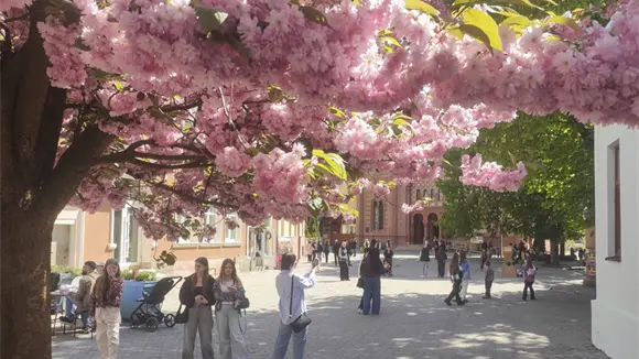 Miles de cerezos en flor ofrecen un respiro a los ucranianos en medio de la guerra