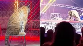 Tigre de circo salta al p&uacute;blico en Rostov del Don
