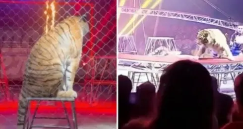 Tigre de circo salta al p&uacute;blico en Rostov del Don