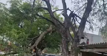 Ventarr&oacute;n provoca desplome de &aacute;rbol