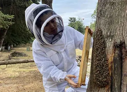 Buscan proteger a abejas ante plaga