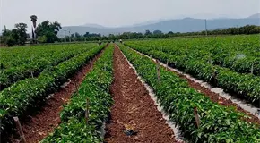 El campo, en crisis, no hay para invertirle