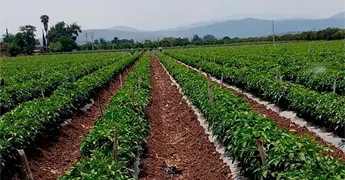 El campo, en crisis, no hay para invertirle