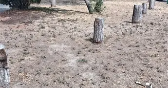 MOTOSIERRAS Y DESMALEZADORAS