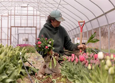 Agricultores del noreste EEUU adelantan cosechas por cambios clim&aacute;ticos