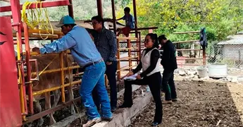 Detectan m&aacute;s casos de gusano barrenador