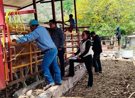 Detectan m&aacute;s casos de gusano barrenador