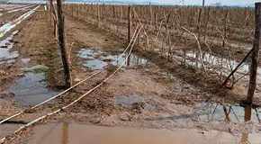 Tromba da&ntilde;a 1,500 hect&aacute;reas de sembrad&iacute;os