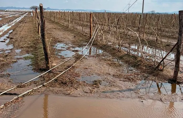 Tromba da&ntilde;a 1,500 hect&aacute;reas de sembrad&iacute;os