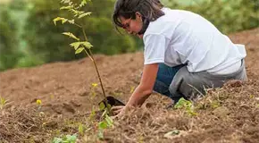 Arranca Jornada Nacional de Reforestaci&oacute;n
