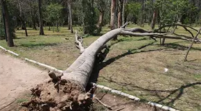 Autorizan el derribo de &aacute;rboles de Morales