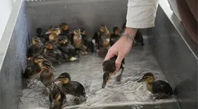 Hospital mantiene salvajes a los animales rescatados