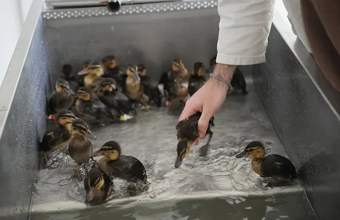 Hospital mantiene salvajes a los animales rescatados