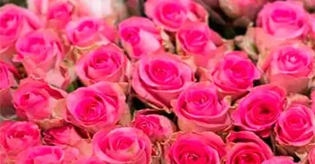 Invitan a la expoventa por D&iacute;a de las Madres