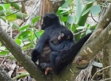 Nace tercera cr&iacute;a de mono ara&ntilde;a en Ca&ntilde;&oacute;n del Sumidero