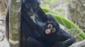 Nace tercera cr&iacute;a de mono ara&ntilde;a en el Ca&ntilde;&oacute;n del Sumidero