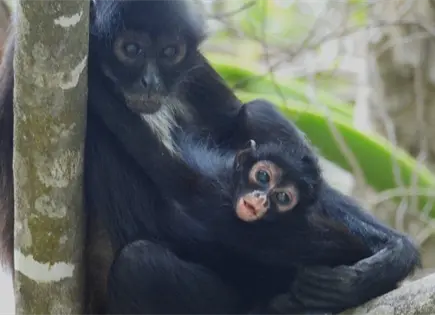 Nace tercera cr&iacute;a de mono ara&ntilde;a en el Ca&ntilde;&oacute;n del Sumidero tras m&aacute;s de 30 a&ntilde;os de ausencia