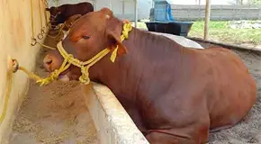 Suman 150 casos por barrenador en ganado huasteco