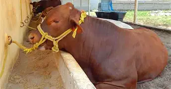 Suman 150 casos por barrenador en ganado huasteco