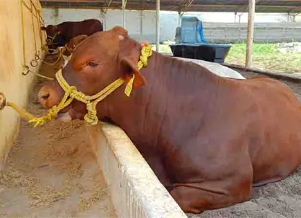 Suman 150 casos por barrenador en ganado huasteco