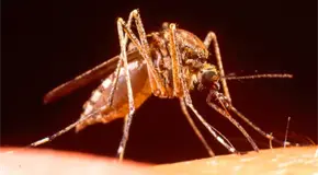 Lluvias impulsan la expansi&oacute;n del dengue