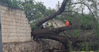 Viento derrumba &aacute;rbol, que colapsa una barda