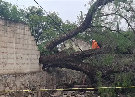 Viento derrumba &aacute;rbol, que colapsa una barda