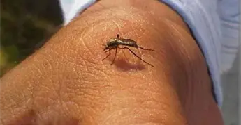 Salud registra s&oacute;lo ocho contagios por dengue