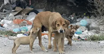 Cultura de adopci&oacute;n de animales mantiene desarraigo en M&eacute;xico