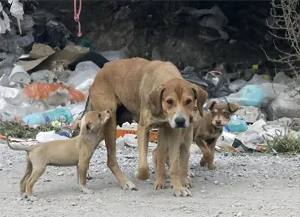 Cultura de adopci&oacute;n de animales mantiene desarraigo en M&eacute;xico