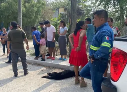 Muere perro sometido tras morder a dos escolares